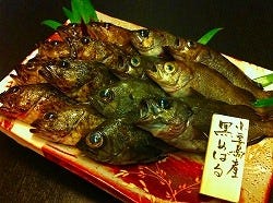 小豆島産黒メバル！通称”春告魚”
香川県のブランドメバルです。