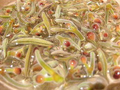 青森から極上“じゅん菜” 見た目も涼しげな初夏の味
