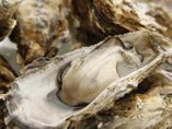 豊洲市場で“一番”の 殻牡蠣（からがき）