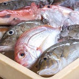 【北海道産】新鮮魚介-GYOKAI-【北海道】
