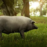 幾世代もの時を経て、人々に愛されてきたイベリコ豚。ハブーゴ村のイベリコ豚たちは、どんぐりの実と森に生える香草や牧草だけを食べて育ちます