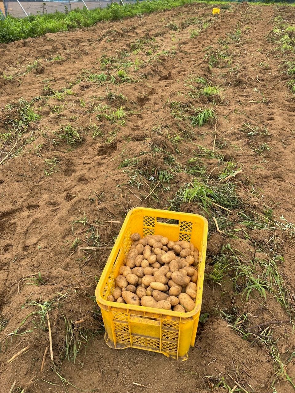 ジャガイモの収穫　令和5年7月5日撮影
