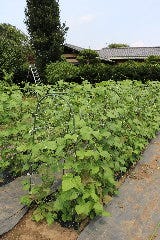 自家農園　さやいんげん　令和５年６月２６日撮影