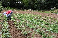 自家農園　モロヘイヤ　令和5年6月26日撮影