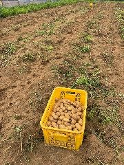 ジャガイモの収穫　令和5年7月5日撮影