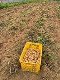ジャガイモの収穫　令和5年7月5日撮影【千葉県四街道市の杉山農園】