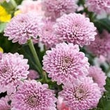 法事・法要向け懐石「白牡丹」