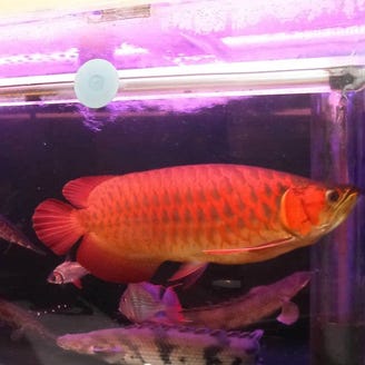 酔い家 図南郎 こだわり情報5 ぐるなび