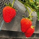 金剛山麓で育つ、ガクのふちまで真っ赤に色づいた完熟いちごのデザートを。