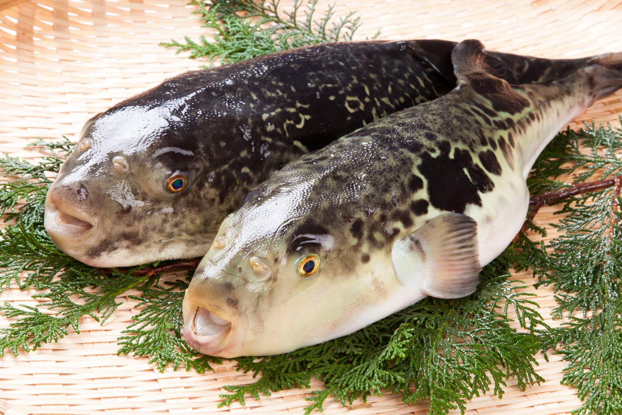 Torafugujo Photo Shinsaibashi Fugu Puffer Fish Blowfish Gurunavi Restaurant Guide
