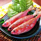 沖縄県魚：グルクン