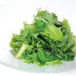 特別栽培野菜のグリーンサラダ