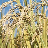 「お米がおいしい」
自社契約ほ場からの特別栽培米
