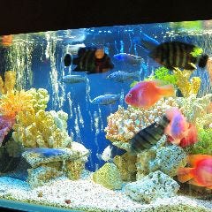 シーフードレストラン メヒコ 有明店_店内のいたるところに水槽がございます。