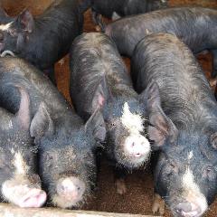 北海道の黒豚専門　阿部農場の黒豚肉