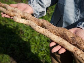 鳥取の自然薯と宮崎のきゅうり。極上食材はどんな料理になるか？