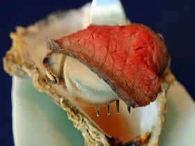 あの『格之進』が六本木に新店オープン！ 熟成肉が牡蠣を覆う「牡蠣肉」は余韻まで超うまいと絶賛の声 