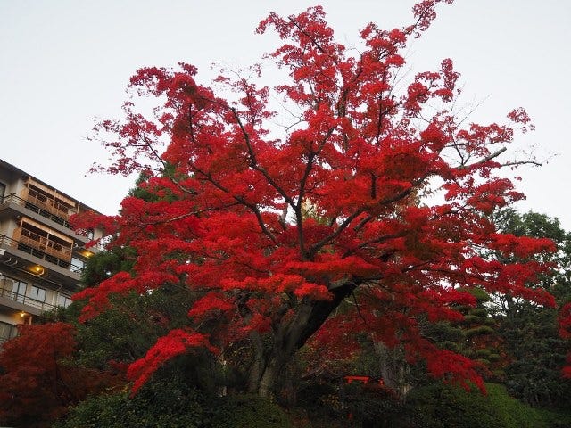 紅葉が見頃の有馬温泉で“昼飲み”を楽しむ、温泉街イベント「ひる飲みありま」 開催！