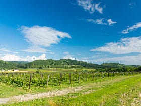 【注目の日本ワイン】収穫期のワイナリーでワイン造りに参加出来る特別なイベント！