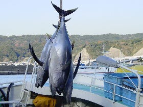 太平洋クロマグロが食べられなくなる!? マグロの実態を考える「まぐろミーティング」